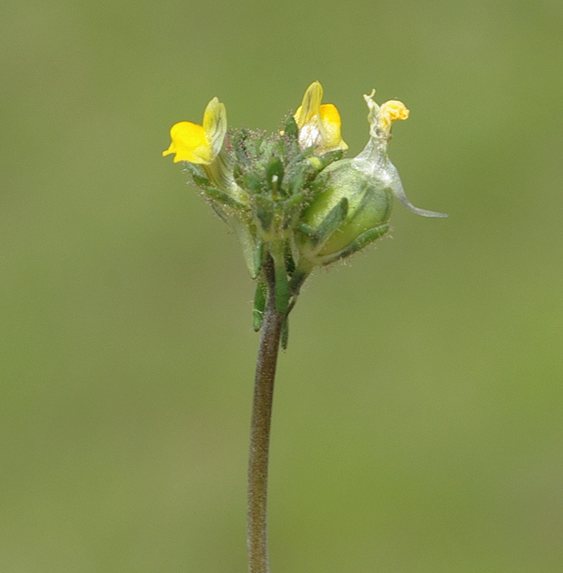 Image of Linaria simplex specimen.