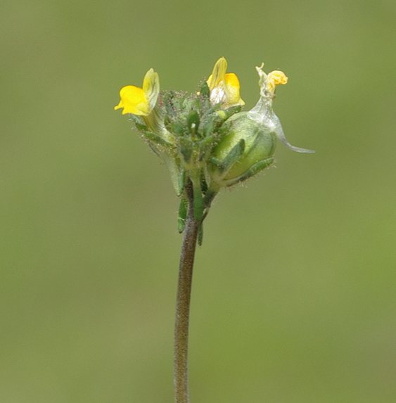 Изображение особи Linaria simplex.