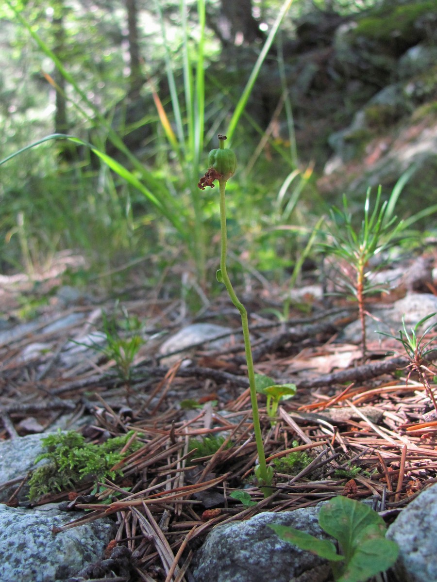 Image of Moneses uniflora specimen.