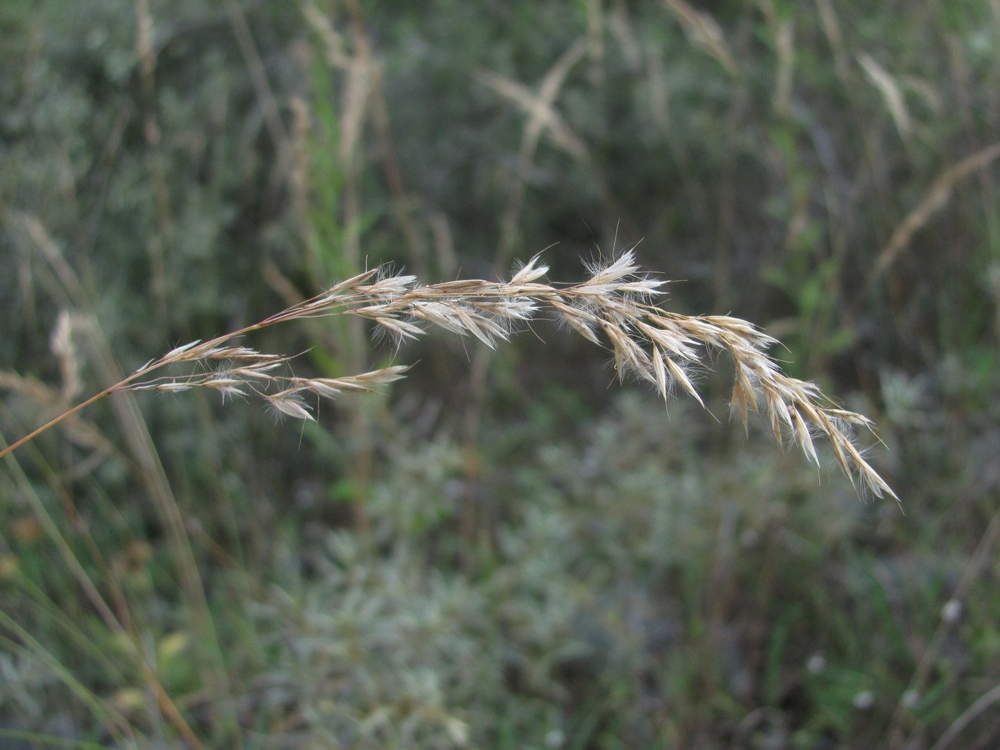 Image of Trisetum rigidum specimen.