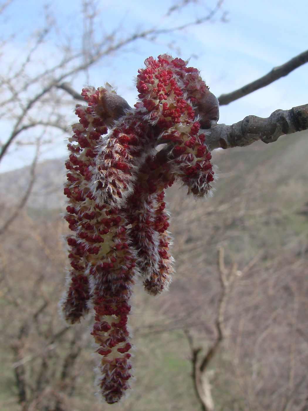 Image of Populus alba specimen.