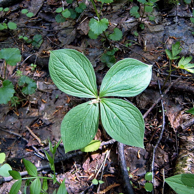 Image of Paris quadrifolia specimen.