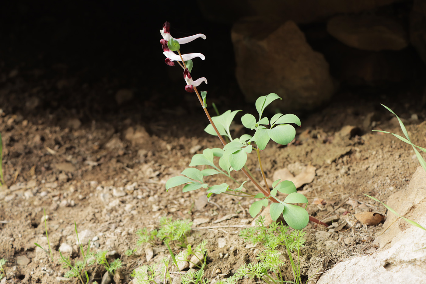 Image of Corydalis popovii specimen.