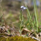 Myosotis lithospermifolia