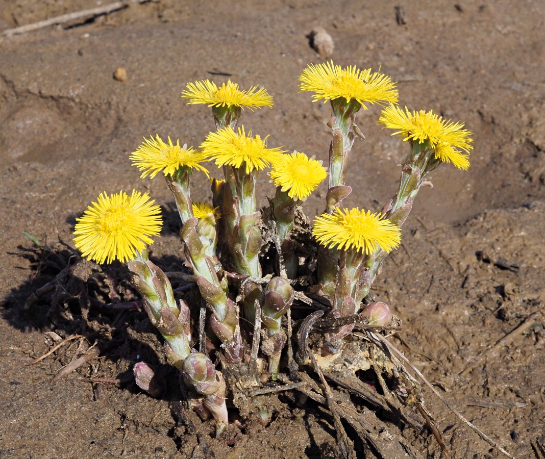 Изображение особи Tussilago farfara.