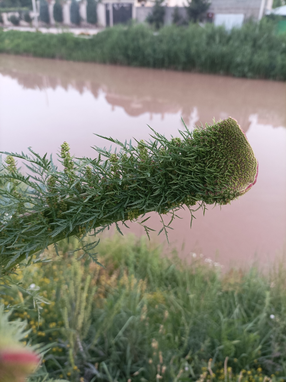 Изображение особи Artemisia tournefortiana.