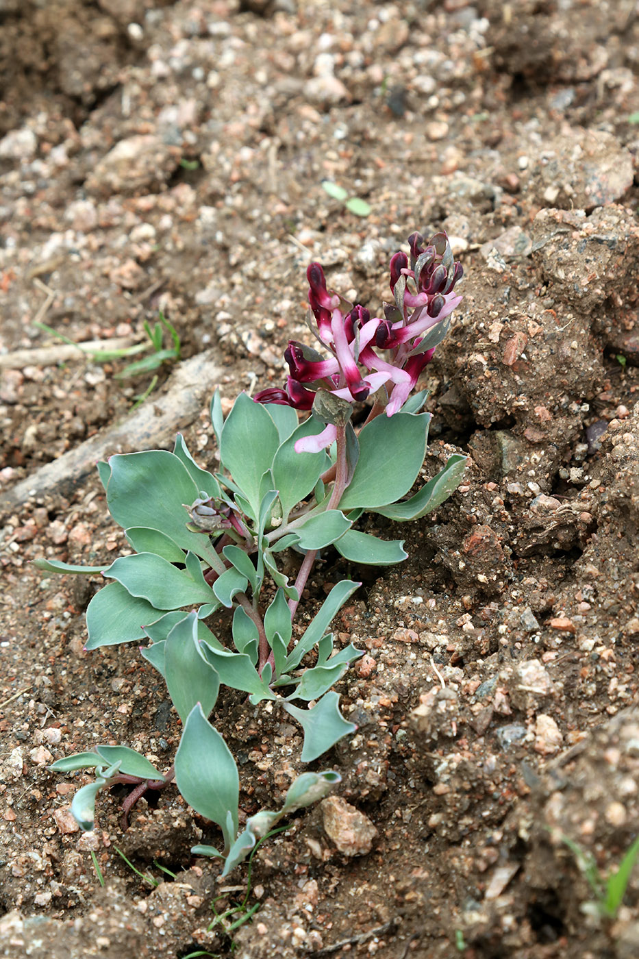 Изображение особи Corydalis ledebouriana.