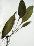 Image of taxon representative. Author is Любовь Москаленко