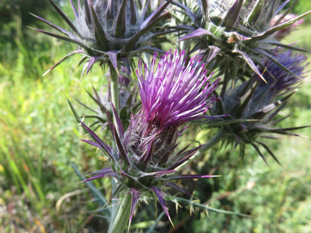 Image of Lamyra afra specimen.