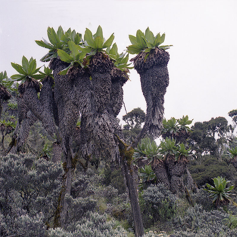 Image of Dendrosenecio adnivalis specimen.