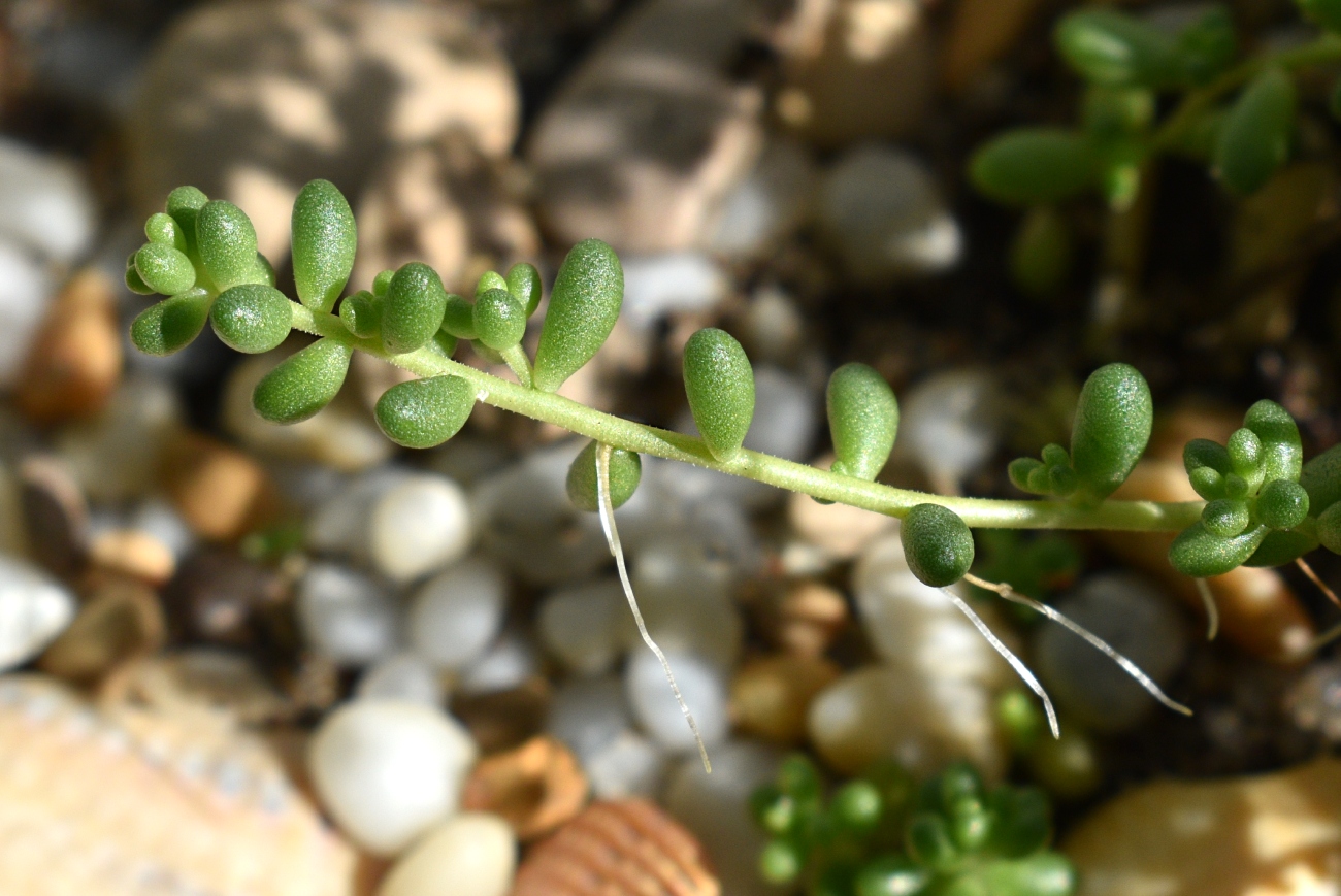 Изображение особи Sedum album.