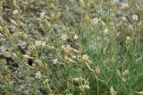 Silene brahuica