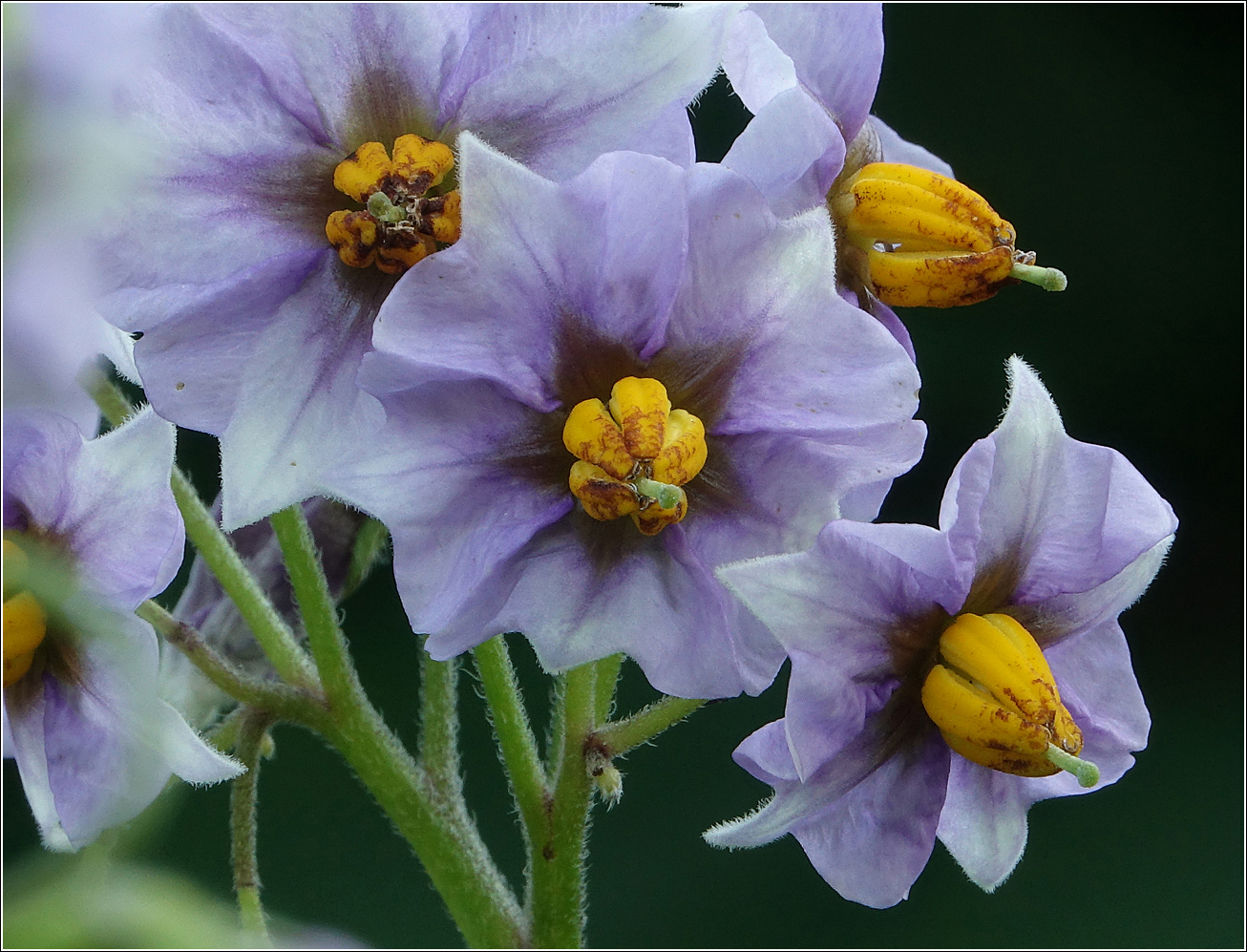 Изображение особи Solanum tuberosum.