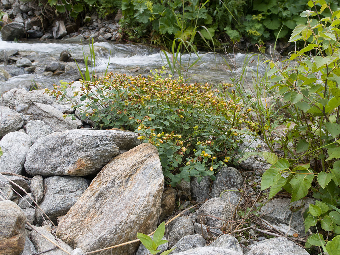 Image of Hypericum nummularioides specimen.