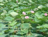 Nelumbo komarovii