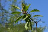 Frangula alnus. Верхушка цветущего и плодоносящего побега. Марий Эл, Медведевский р-н, окр. пос. Куяр, берег р. Малая Кокшага. 20.08.2022.