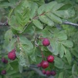 × Crataegosorbus miczurinii. Плоды и листья. Москва, ВДНХ, у павильона \"Умный город\", в культуре. 15.09.2022.