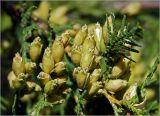 Thuja occidentalis