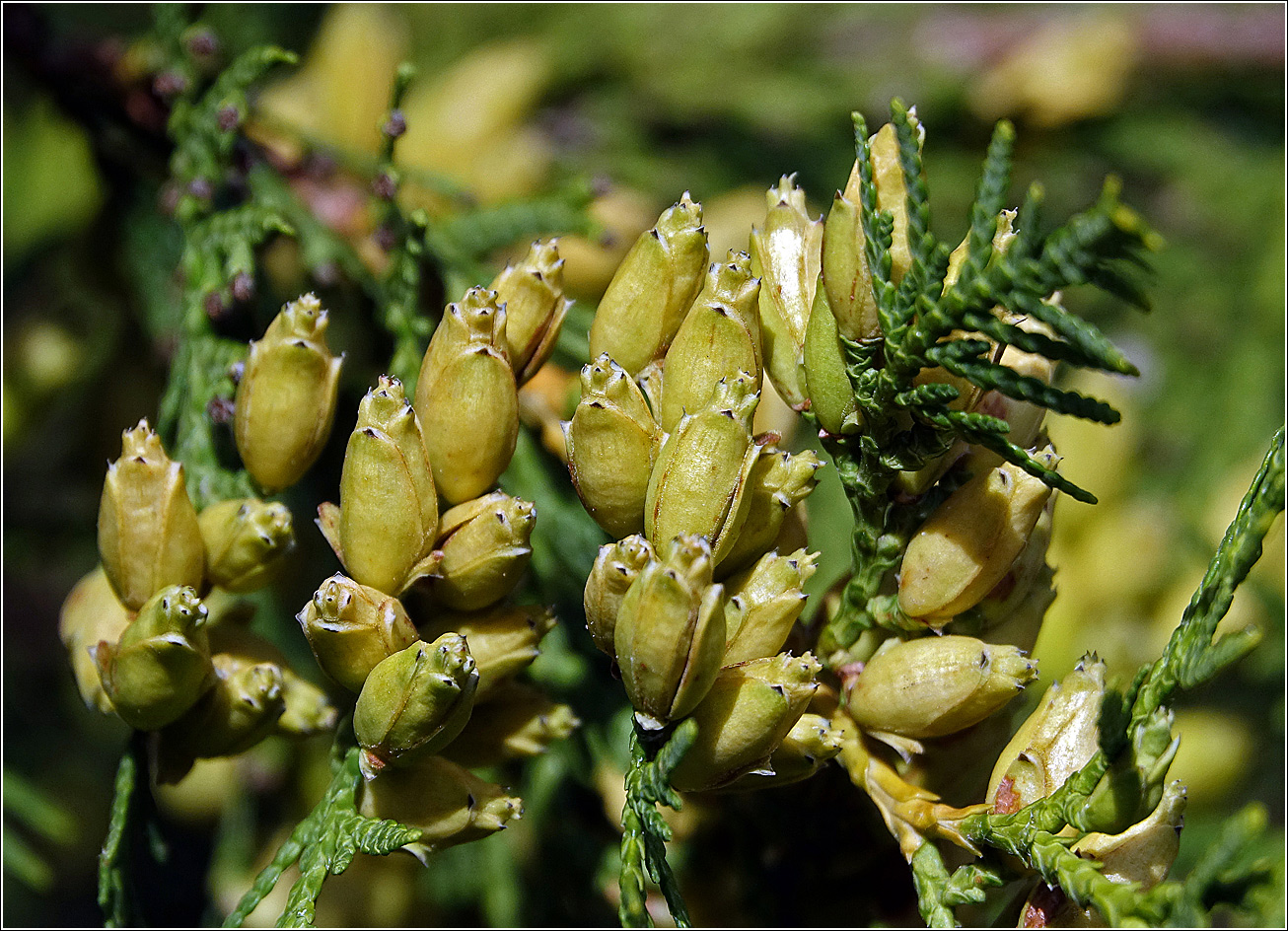 Image of Thuja occidentalis specimen.