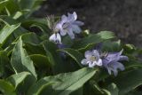 Pennellianthus frutescens. Цветки и листья. Камчатский край, Елизовский р-н, природный парк \"Вулканы Камчатки\", южный участок, кластер \"Налычевский\", южный склон вулкана Дзензур, осыпь. 23.08.2022.