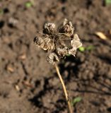 Malva moschata