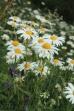 Leucanthemum ircutianum. Верхушки цветущих растений, увитых Vicia cracca, с кормящейся мухой. Мурманская обл., Кольский р-н, долина р. Титовка ниже автодороги А138 Мурманск — Печенга, окр. Мельничных водопадов, верхняя часть склона долины, травяно-кустарничковый березняк, поляна, разнотравный луг. 02.08.2022.