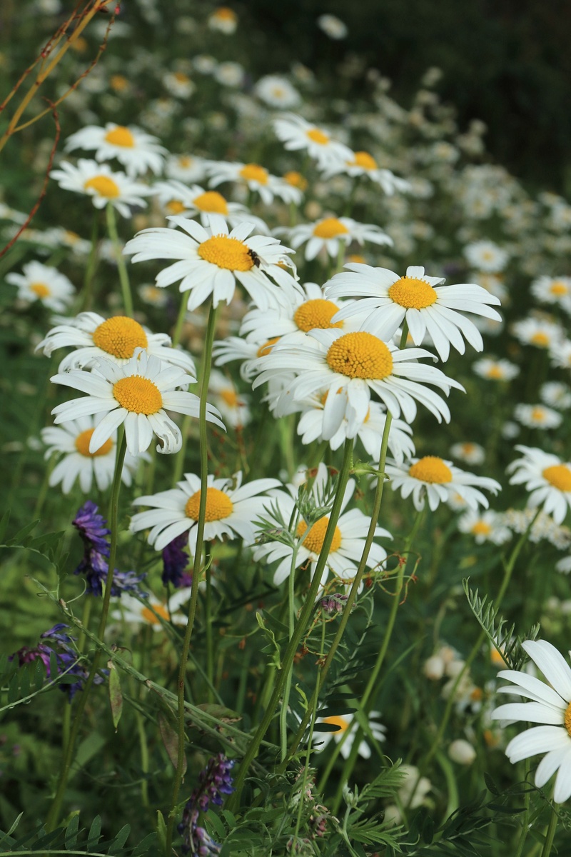 Image of Leucanthemum ircutianum specimen.