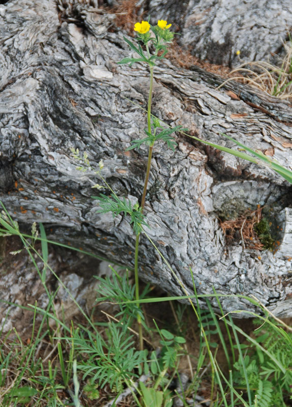 Image of Potentilla multifida specimen.