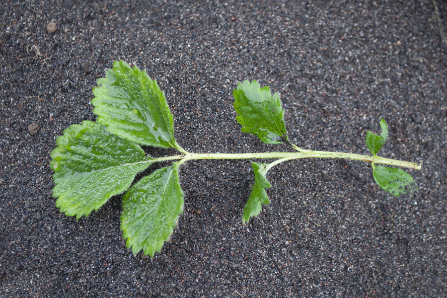 Image of genus Potentilla specimen.