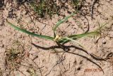 Merendera robusta. Плодоносящее растение. Узбекистан, Бухарская обл., окр. г. Караулбазар, Кызылкумы, закреплённые пески. 14.05.2009.