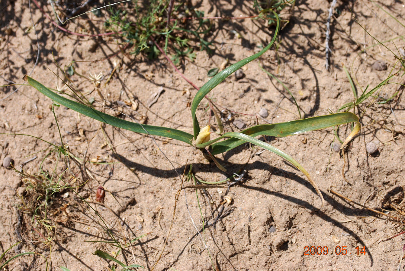 Image of Merendera robusta specimen.