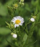 Erigeron annuus. Верхушка побега с соцветиями. Узбекистан, Ташкентская обл., южный склон Чаткальского хребта, бассейн р. Ахангаран, ур. Каттасай, турбаза \"Янгиабад\", около 1500 м н.у.м. 18.05.2022.