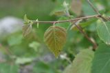 Betula litwinowii