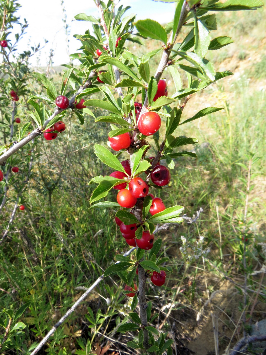 Image of Cerasus tianshanica specimen.