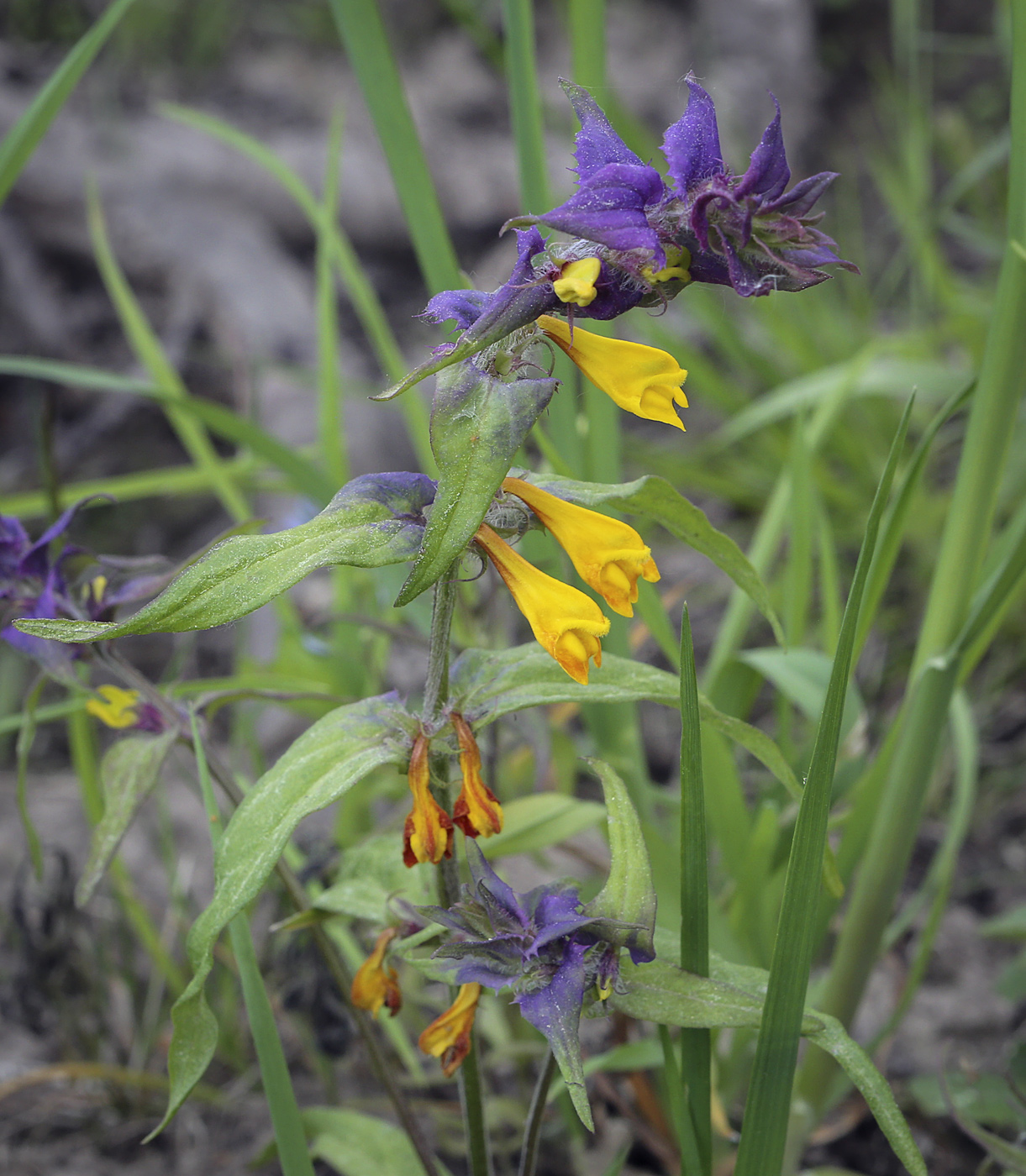 Image of Melampyrum nemorosum specimen.