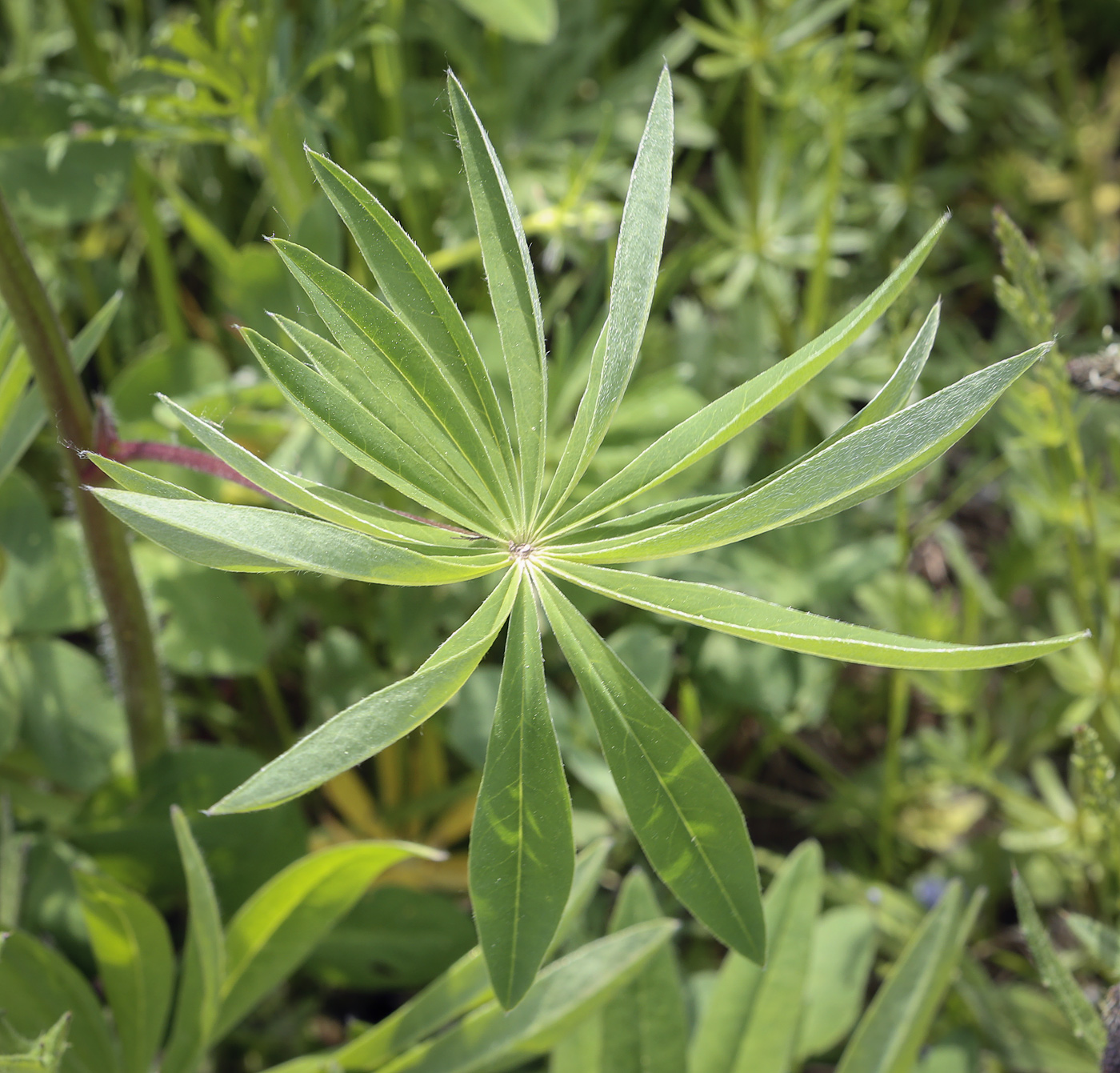 Изображение особи Lupinus polyphyllus.