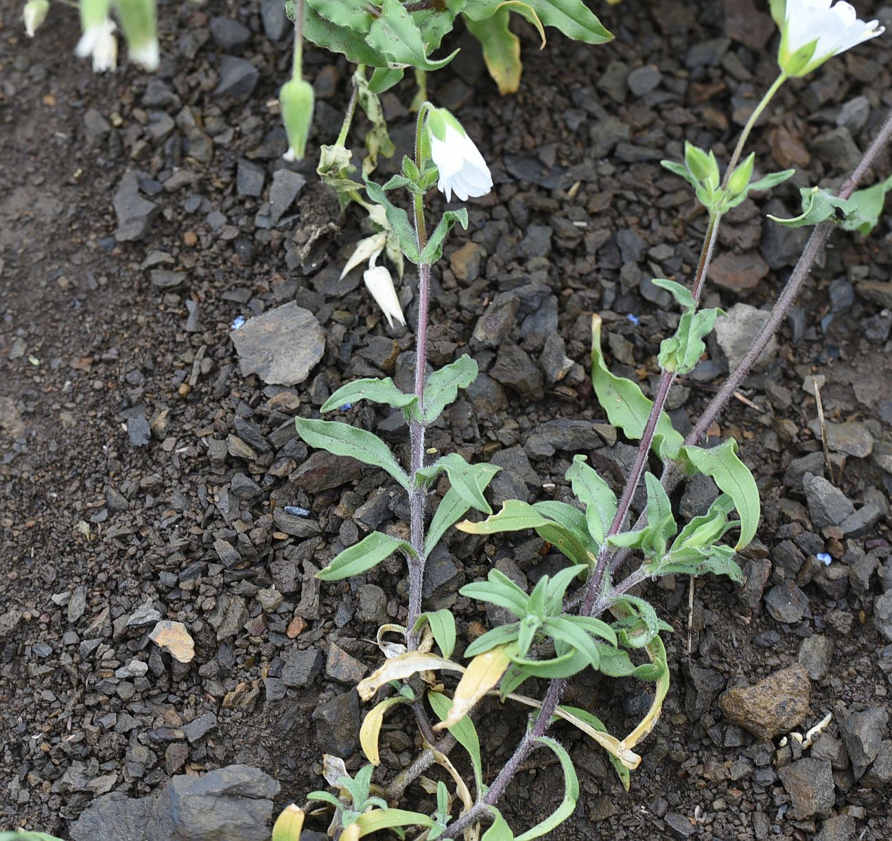 Изображение особи Cerastium multiflorum.