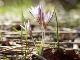 Crocus reticulatus