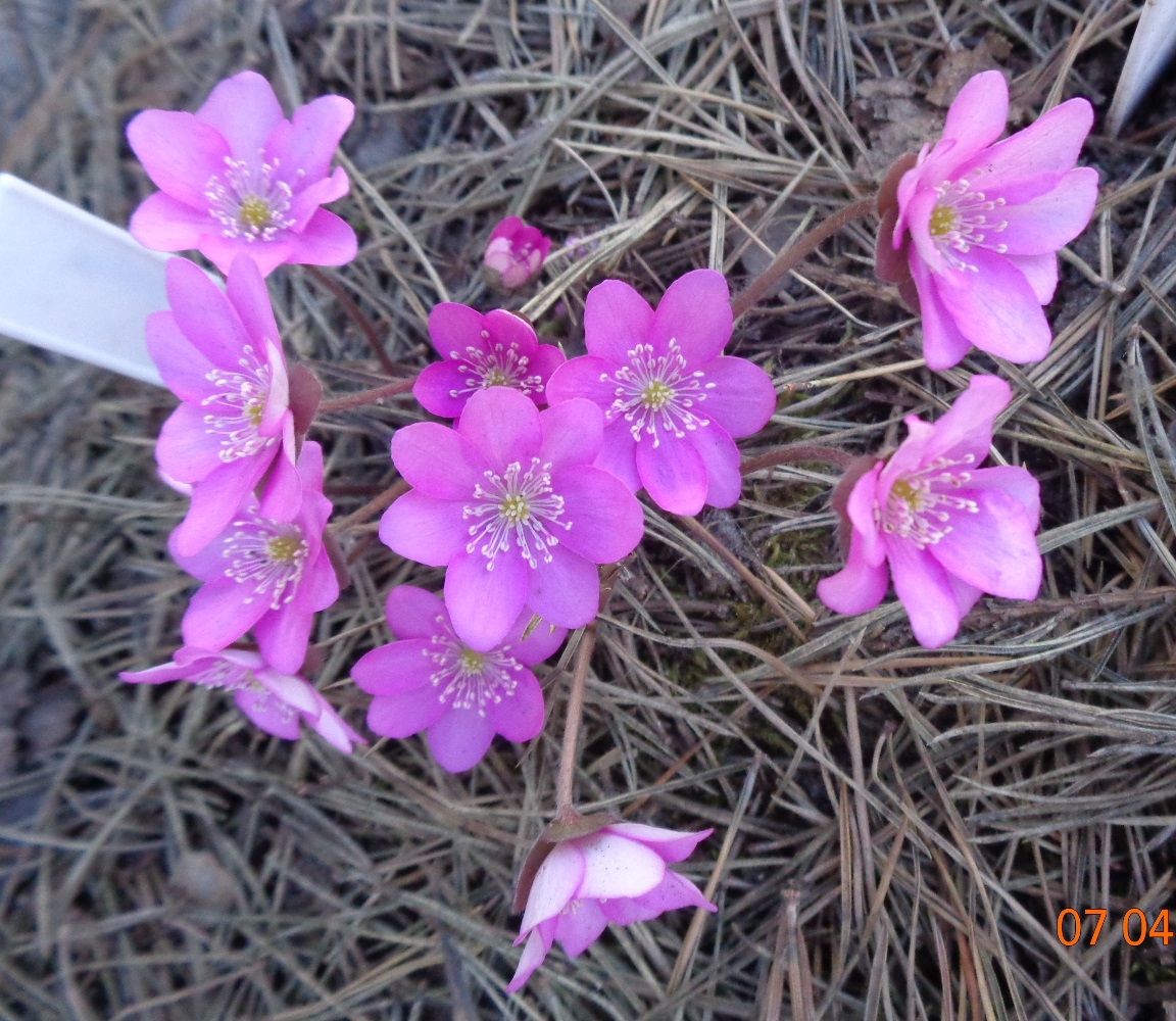 Image of Hepatica nobilis specimen.