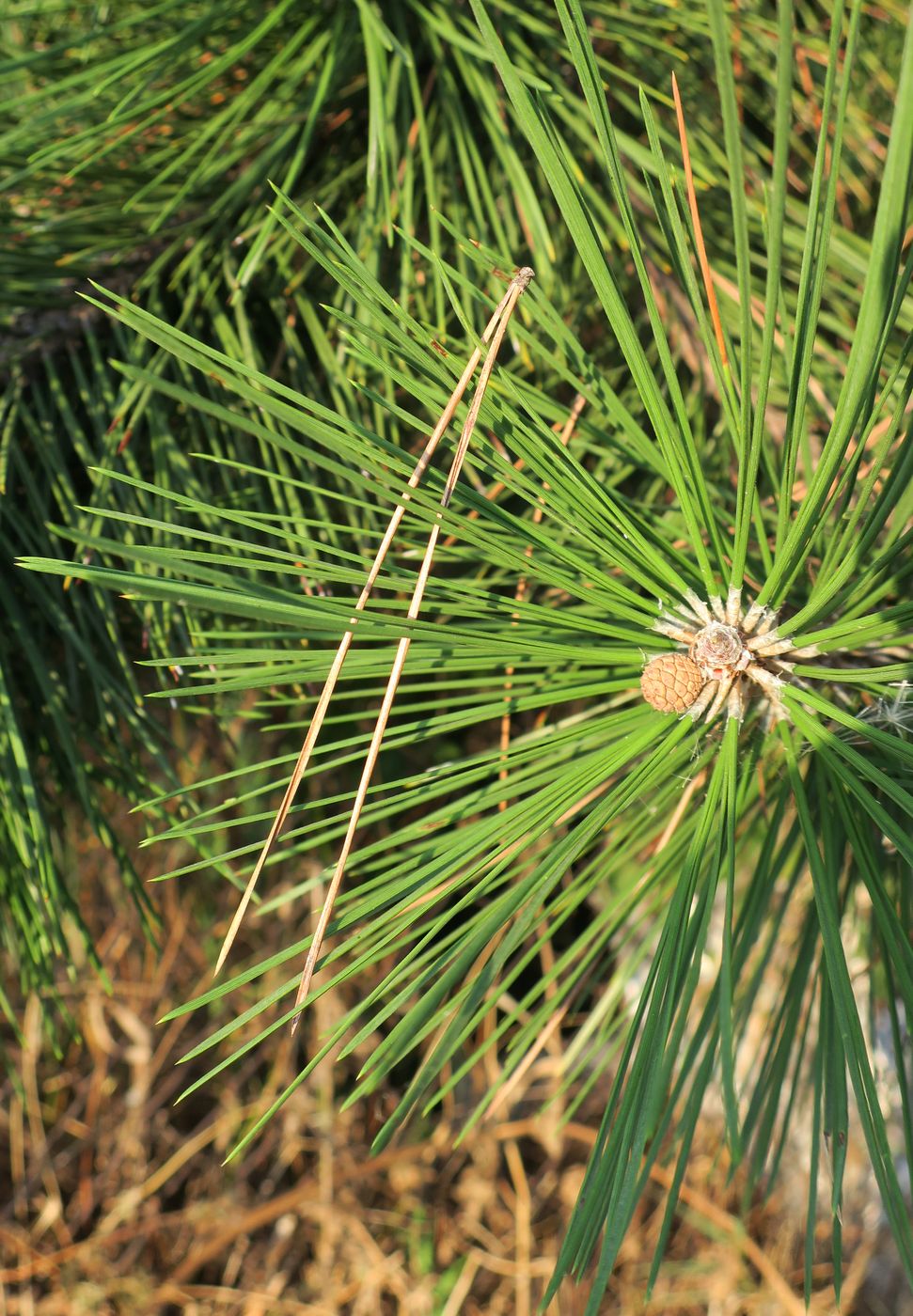 Изображение особи Pinus ponderosa.