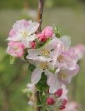 Malus domestica. Часть веточки с цветками и листьями. Краснодарский край, Черноморское побережье Кавказа, г. Новороссийск, окр. Суджукской лагуны, степь, самосев. 6 мая 2023 г.