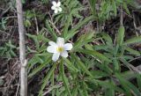 Anemone caerulea