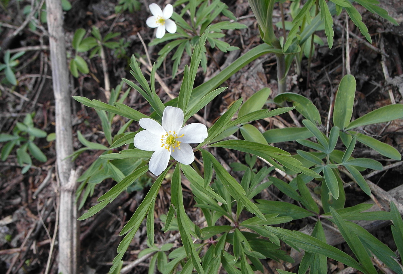 Изображение особи Anemone caerulea.