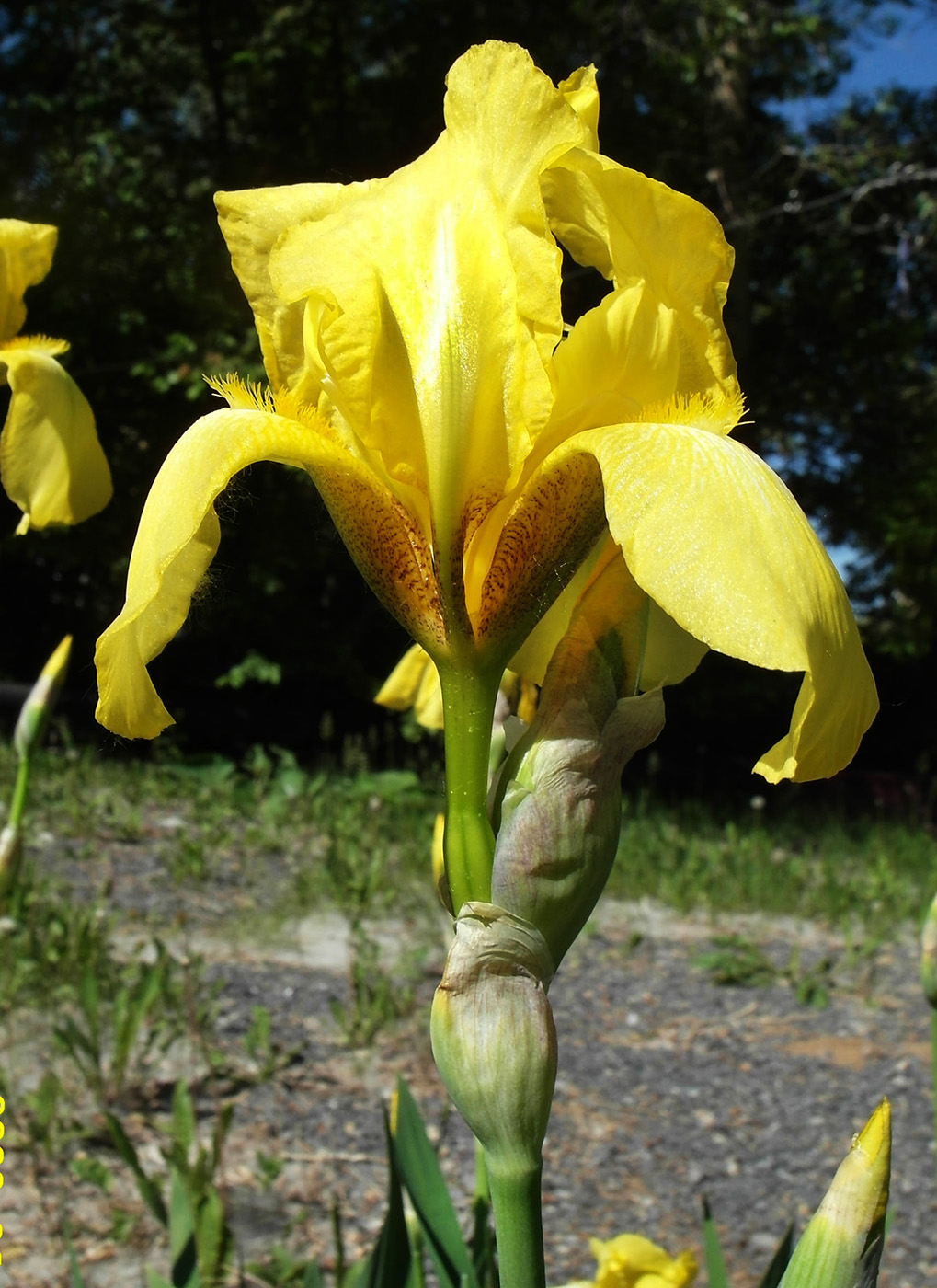 Изображение особи Iris × hybrida.