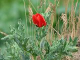 Glaucium corniculatum