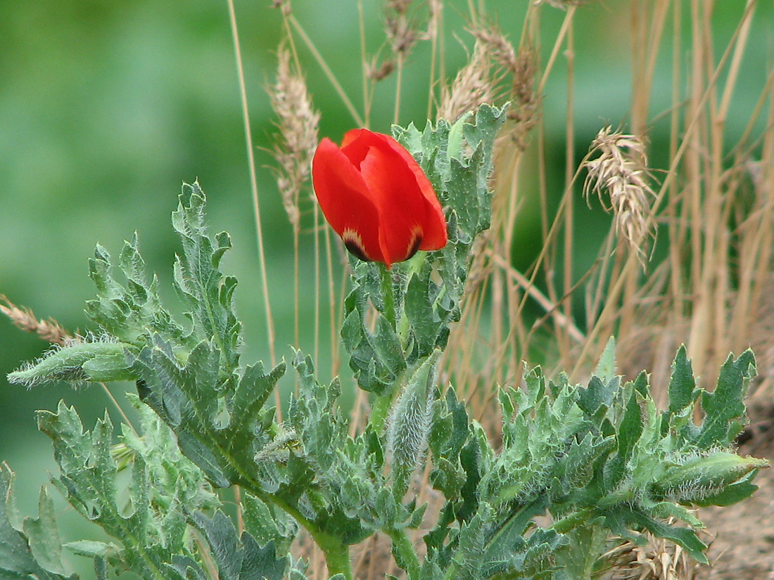 Изображение особи Glaucium corniculatum.