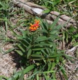 Asclepias curassavica