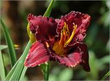 Hemerocallis × hybrida