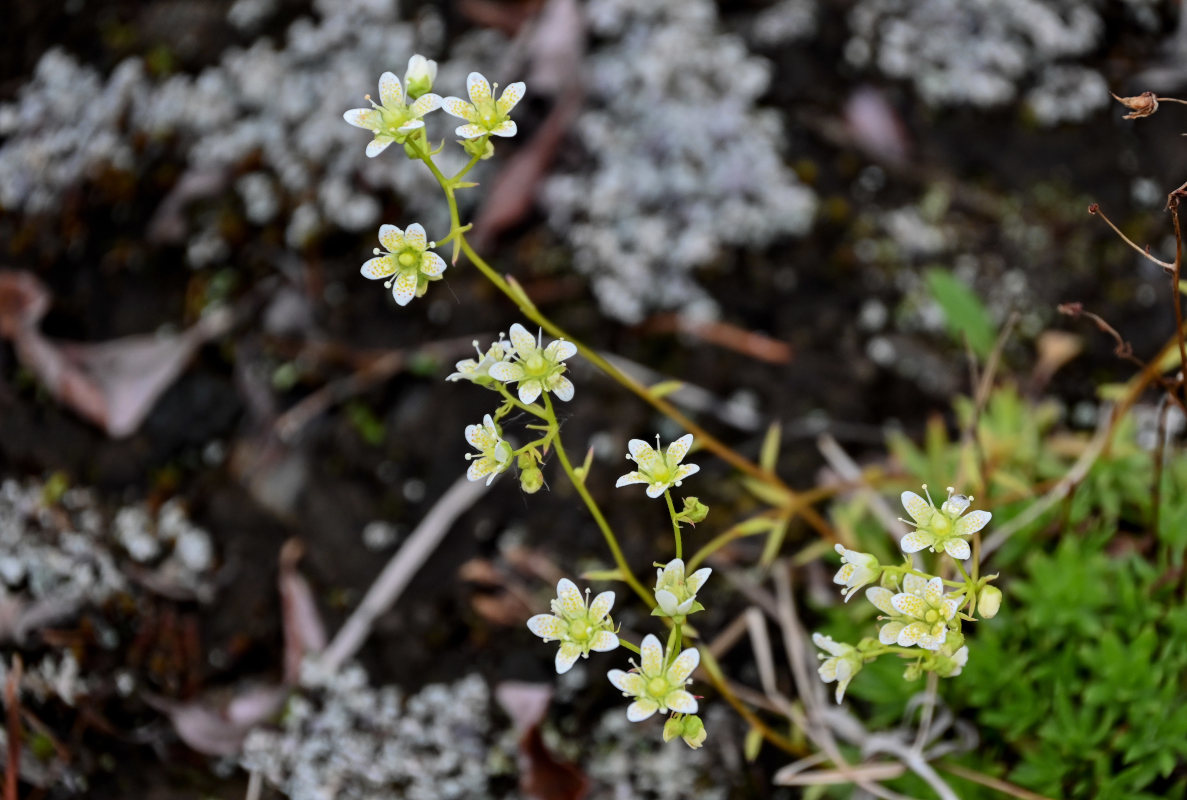 Изображение особи Saxifraga spinulosa.