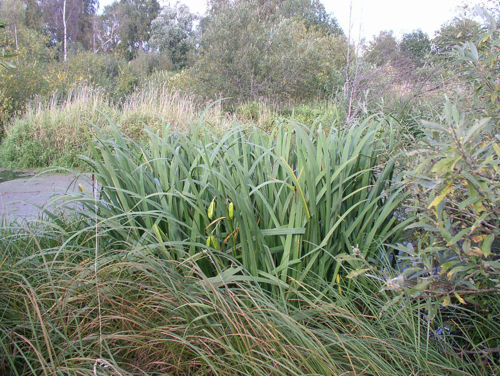 Image of Iris pseudacorus specimen.